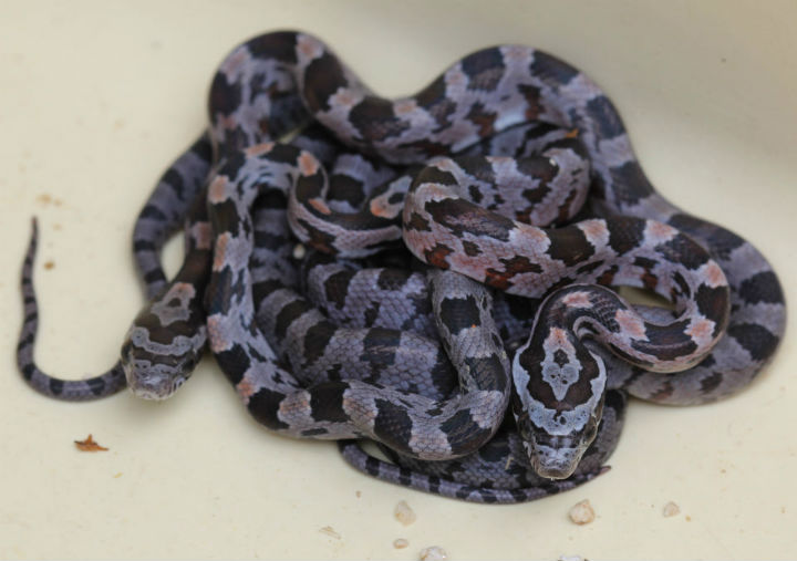 Alabama Corn Snake